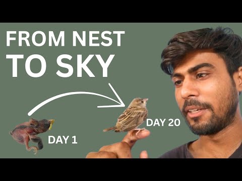 RAISING SPARROW BABIES | VLOG 3