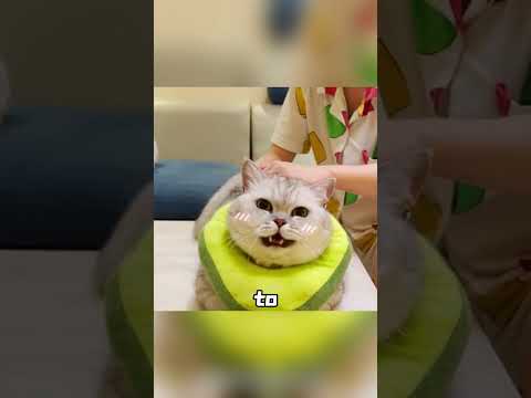 cat addicted to laxatives doesn't spare even its good buddy.#shorts #lovely#cute#funny #pets#animals