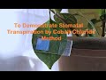 Transpiration in Plants