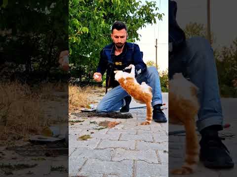 Beni buna mecbur bırakıyorsun. #kedi #shortvideo #shorts #keşfet #fyp #viral #catshorts #music #cat