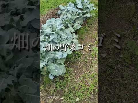 微生物と米ぬか！最強コンビで土作り！野菜ごみや雑草を大切な資源に！