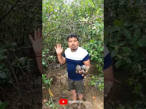ഇത്രയും വല്ല്യ കക്കയാ...😲😲|vadakkan vlog|rajeesh vadakkan||malayalam vlog channel|