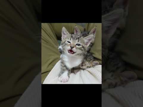 おしゃべりの途中で電池切れする子猫 #ネコ #ねこ  #cat #子猫 #short