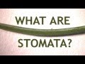 Stomata and Needle Growth Analysis