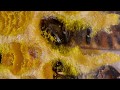 Bee Behavior and Hive Management
