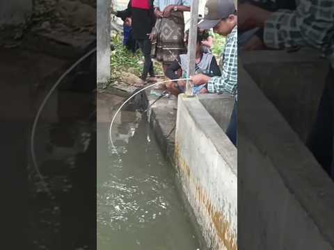 Banyak orang tak suka melihat keberhasilan si Abang #fishing #mancing #shots