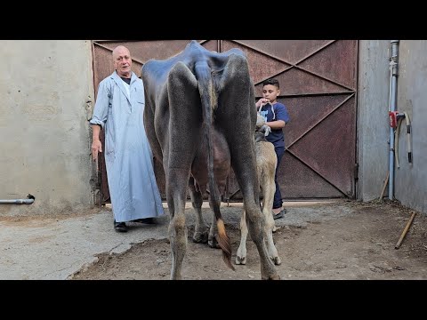 مفاجات العيد وصلت بمزرعة المعلم واصف جاموس والد وعشر ولبن وعجميات عشار بسعر مميز جدا