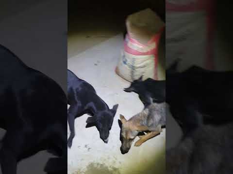 #my #dog #dogs ?? #106