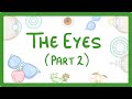 Eye Anatomy and Function Concepts