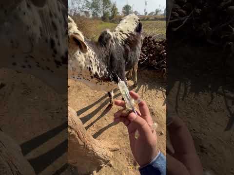 #animal #cow #dairyanimals #animals #dairy #animalsanimalsanimals #animaldairyfarm #dairyfarmi#cow