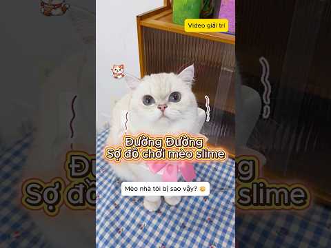 Đường Đường sợ đồ chơi mèo slime #shorts #viral