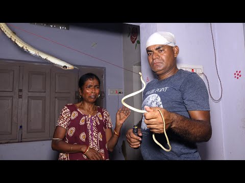 ये छोटे से सांप ने कैसी औरत को परेशान किया I How a small brozeback snake troubled a woman