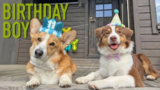 11th BIRTHDAY - Topi the Corgi