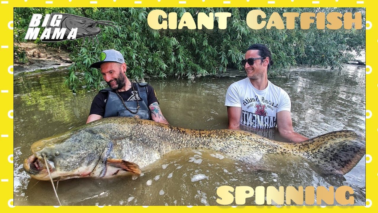 Incredible giant catfsh 220 lb on spinning with light rod - 4k by catfish world