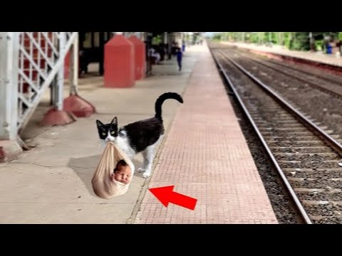 Este Gato encontró a un bebé Abandonado en los Rieles del Tren, lo que hizo te va a sorprender