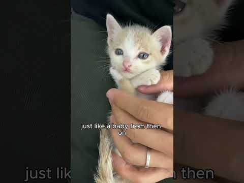 It protects itself by raising its tail to appear taller.#cat #cute #save #shortvideo #healing 