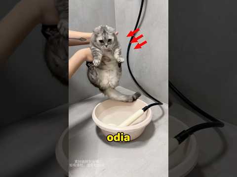 The owner has a genius method for bathing cats.#pets #cat