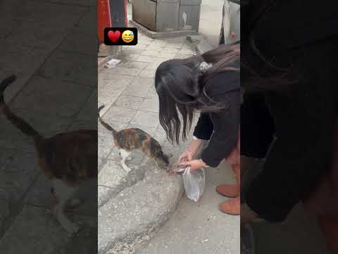 رفقاً بهم♥️♥️♥️ #صاحبة_قطط_الشارع #cats #foryou #explore #explorepage #fyyyyyy #catslife