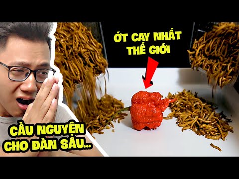 Rùng Mình 10000 Con Sâu Ăn 1 Quả Ớt Cay Nhất Thế Giới