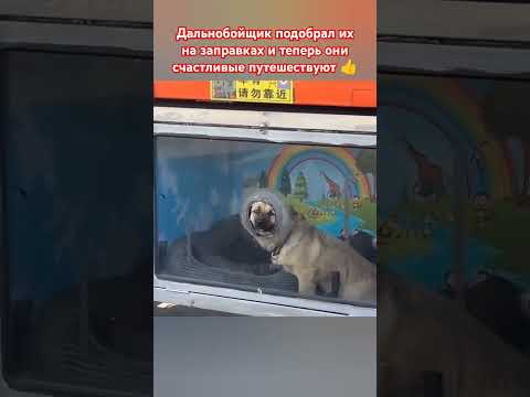 Как же это круто! ❤️❤️❤️ #собака #любовь #топ #шортс #animals #музыка
