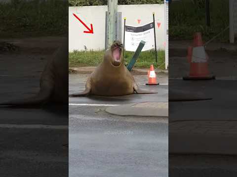 La foca revoltosa | Neil ๐ฆญ๐ง