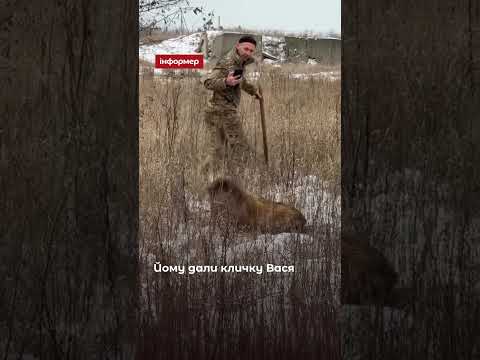 Військові показали, як товаришують навіть із дикими тваринами — цього разу вони приручили кабана