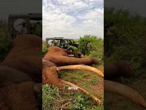 They Shot the Sick Elephant to Help Him! π