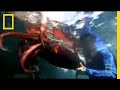 Humboldt Squid Behavior and Camera Deployment