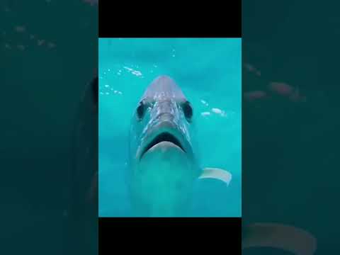 Морской охотник на птиц! Гигантский каранкс #shorts