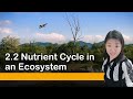 Nutrient Cycles and Ecosystem Interactions