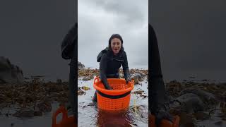 Tamara is here to tell you everything you need to know about dulse 🌿 #seaweed #dulse