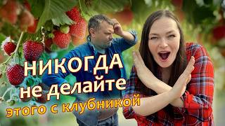 Хитрости для клубники после плодоношения НИКОГДА НЕ СКАШИВАЙТЕ