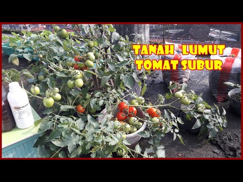 MEDIA TANAM LUMUT JADIKAN TOMAT SUBUR BERBUAH LEBAT l HOW TO GROW TOMATO