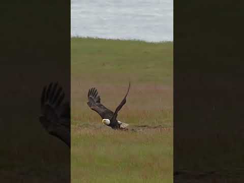 Epic Eagle Attacks!