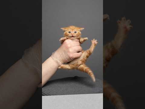 Kitty growth [3 days to 11 months] #furryfritz #kitten #kittengrowth #cat #timelapse #catphotography