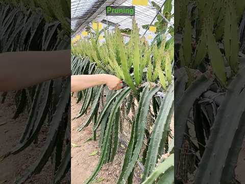 Dragon Fruit Farming Step by Step #farming @HappyFarm85
