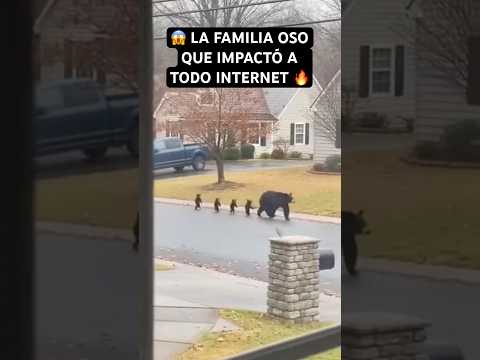 馃槺 La Familia OSOque IMPACT脫 A Todo #animals INTERNET 馃敟