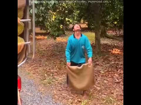 ASMR Catching Durian 😱 #shorts #facts #amazingfacts