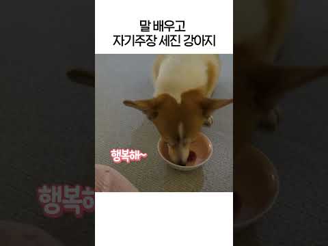 말 배우고 자기주장 세진 강아지 #shorts