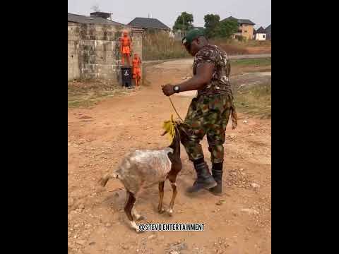 The Soldier's Goat