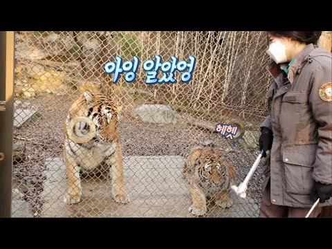 [에버랜드 한국호랑이] 이지연 사육사와 대화하는 경지(?)에 이른 애교 건곤, 먹방 태범, 앙증 무궁의 꽁냥 타이거밸리 애니멀톡(바쁘신 분들은 10분8초, 20분58초)