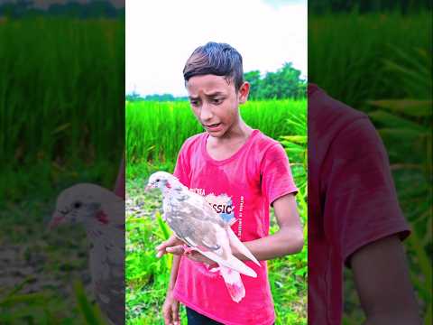 তুফান বাঁচালো মোরসালিমকে🕊️♥️#animal #কবুতর #tending #shortvideos #viralvideos #pigeon#tufan