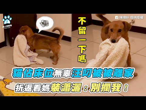 【貓佔床位無辜汪叼被被離家 折返看媽裝瀟灑：別攔我！】｜網友 / 陳翊仟