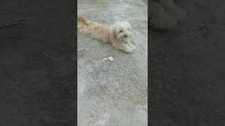 Puppy @FunnyMike225 @PetsSwag @Lovelypuppy_1 @loveanimalstl #puppy #pets #puppylove