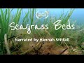 Seagrass Ecosystems and Their Importance