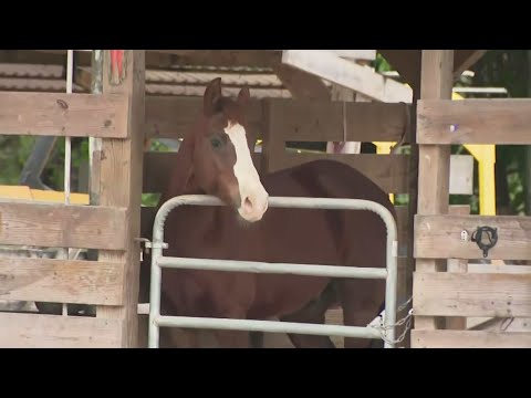 YouTube video thumbnail: South Florida Ranchers Scrambling to Protect Animals, Plants Vulnerable to Cold, Windy Weather