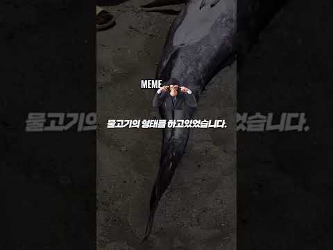 남아공에서 발견된 인어?!