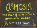 Exploring Bio Cells and Passive Transport