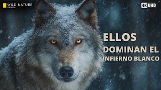EUROPA SALVAJE - Predadores Implacables que Dominan el Frío Extremo | Documental Animal