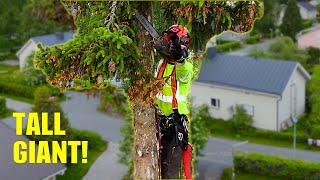 Climbing and Dismantling Giant Spruce With No Crane
